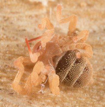 Media type: image; Invertebrate Zoology 143922
